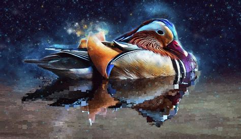 Mandarin Duck Painting by Rani S Manik | Fine Art America