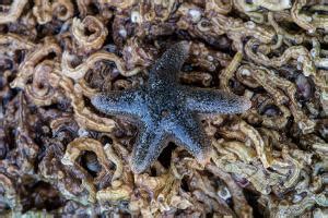 Seastar - Threatened Species Link