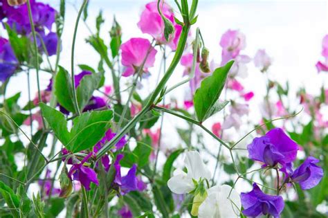 Sweet Pea Flowers Images / Red Sweet Pea Flowers Isolated Against White ...