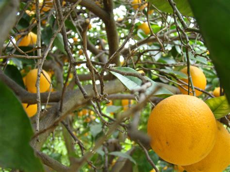 Navel Orange - Fruit and Blossoms