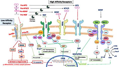 Schematic illustration of neurotrophin signaling. (NT = neurotrophins ...