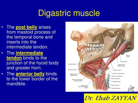 PPT - Muscles of the neck PowerPoint Presentation, free download - ID ...