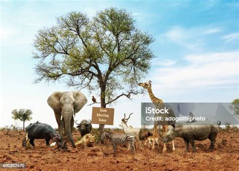 Free teamwork animal Images, Pictures, and Royalty-Free Stock Photos - FreeImages.com