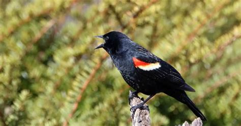 Red-Winged Blackbird Behavior - AnimalBehaviorCorner