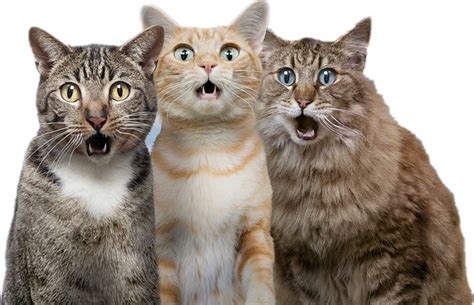 Cat Dog Pet - Surprised cat png download - 846*545 - Free Transparent ...