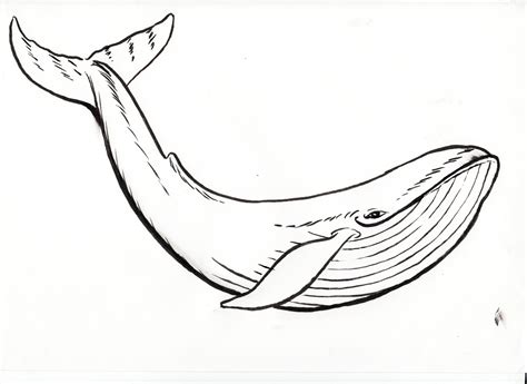 Sperm Whale Sketch at PaintingValley.com | Explore collection of Sperm Whale Sketch