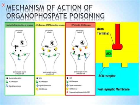 Organophosphates Poisoning (Opp) Archives - www.medicoapps.org