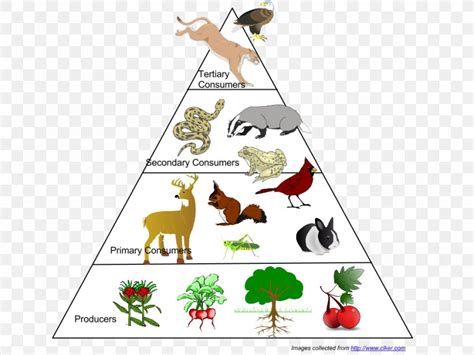 Food Web Ecological Pyramid Food Chain Ecosystem Ecology, PNG, 960x720px, Food Web, Aquatic ...