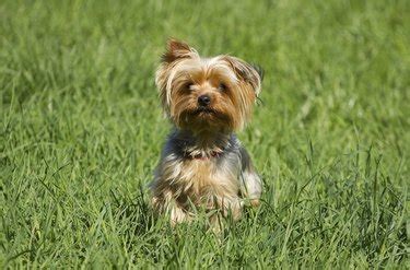 Best Grass for Dogs | Hunker