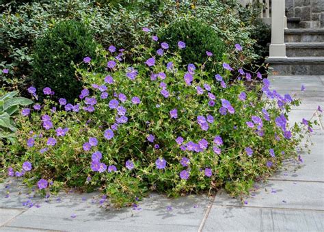 Rozanne Geranium: My Ultimate Favorite Flower - CLC Landscape Design