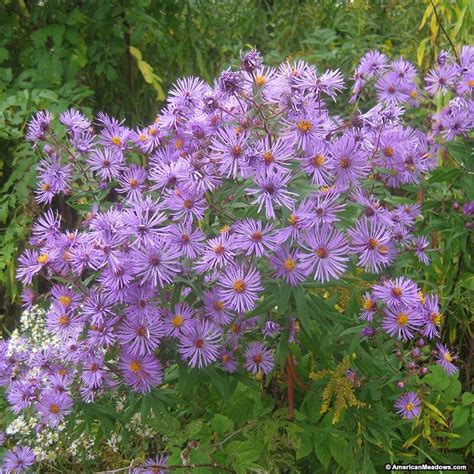 New England Aster - Lsuren's Garden Service & Native Plant Nursery