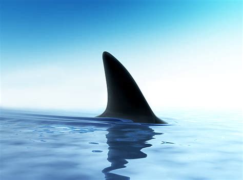 Royalty Free Dorsal Fin Pictures, Images and Stock Photos - iStock