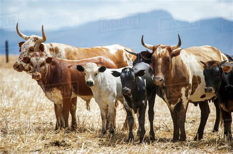 Nguni cattle; Cape Town, Western Cape, South Africa - Stock Photo ...