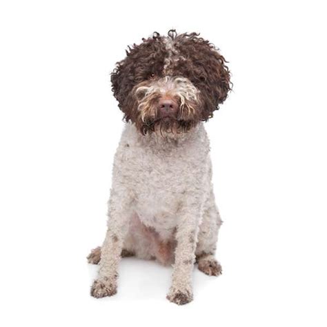 Lagotto Romagnolo, il cane da tartufo - Scheda razza su cani.it