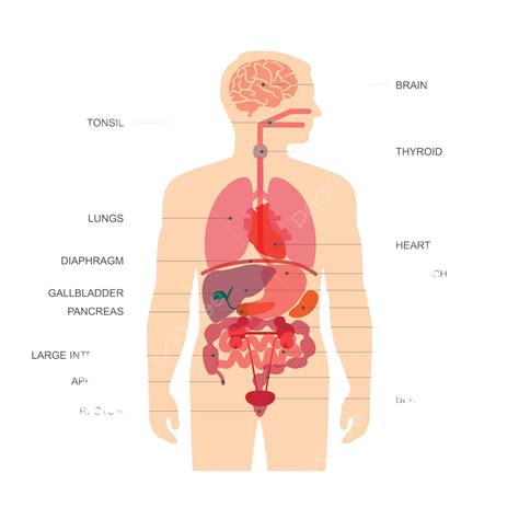 Human Body Anatomy Illustration Isolated Spleen Vector, Illustration, Isolated, Spleen PNG and ...