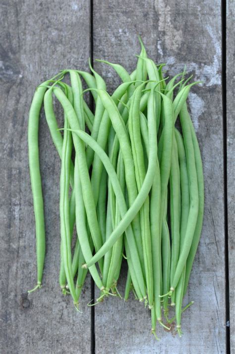 sowing, growing and harvesting: runner beans | Foodiesgarden