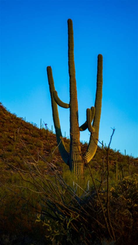 At Saguaro National Park, the winds will sing and the sunsets will steal your heart