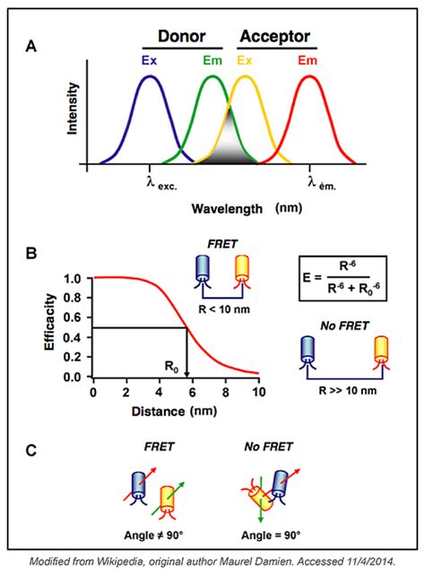 Tips for Using FRET in Your Experiments