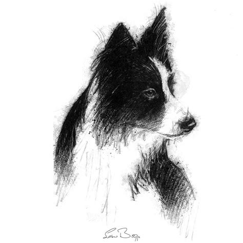 Original sketch | SeanBriggs | Border collie art, Dog drawing simple ...