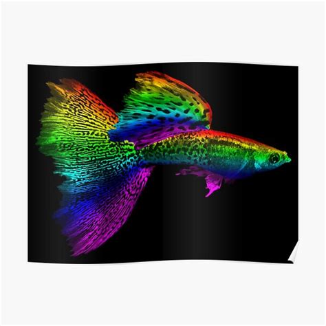 "Rainbow Guppy" Poster for Sale by Handstand365 | Redbubble