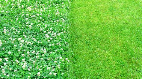 Why Should You Consider a Microclover Lawn? - Tamborasi