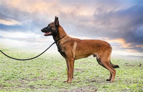 Premium Photo | Training of belgian shepherd