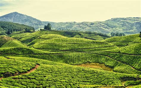 MUNNAR HONEY MOON DESTINATION | TOURIST ATTRACTIONS IN MUNNAR | HONEY MOON IN KERALA | MUNNAR ...