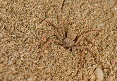 Six-Eyed Sand Spider - Stock Image - C044/5996 - Science Photo Library