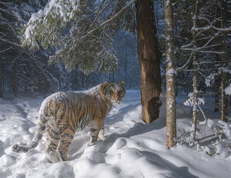 Rare Glimpse of Siberian Tiger in its Natural Snowy Environment