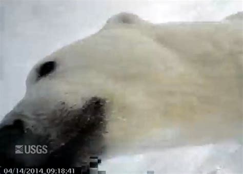 See the Arctic from a polar bear's POV | WWF