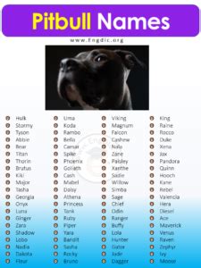 500+ Best Unique Pitbull Names (Male, Female) - EngDic