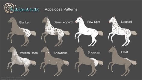 Appaloosa Patterns [Marking Sheet] by IslandSpirit on DeviantArt