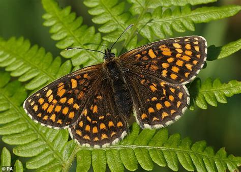 Rare Butterfly species saved from extinction by restoring habitat