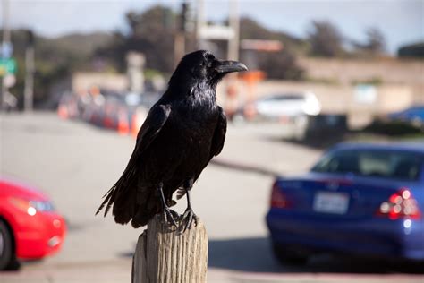 Can You Own Ravens As Pets? The Hidden Truths - Bird Therapy.