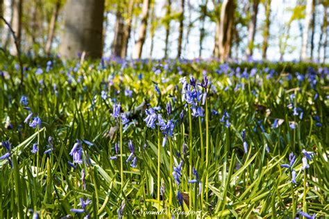 3 Magical Bluebell Forests in Germany - Adventures in Spring