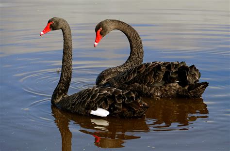 The black swan (Cygnus atratus) | The black swan (Cygnus atr… | Flickr