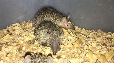 Lesser tenrec for Sale