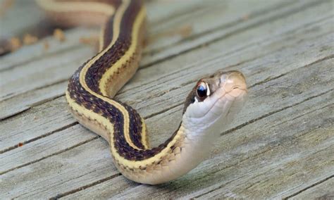 Discover the Largest Snake Found in Canada - IMP WORLD