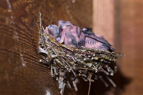 Chimney Swift (Chaetura pelagica)