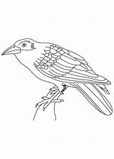 Indian crow coloring Page  Download Free For sketch template