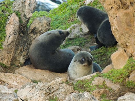 New Zealand fur seal pups | Smithsonian Photo Contest | Smithsonian Magazine