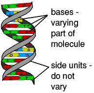 DNA Model