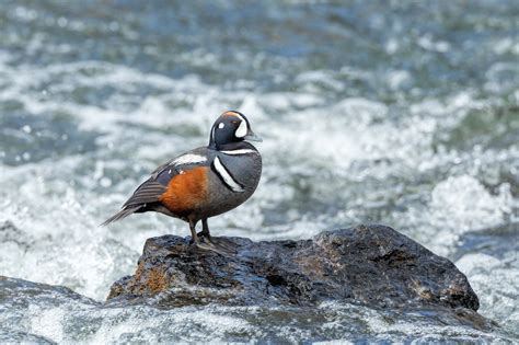 Alaskan Harlequin Duck - Alaska Wildlife Rescue