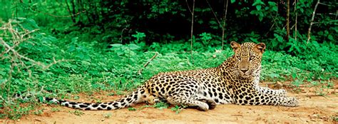 Wilpattu National Park – Tropical Asia Tours