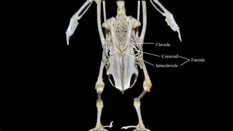 Pigeon skeleton | Atlas of Comparative Vertebrate Anatomy