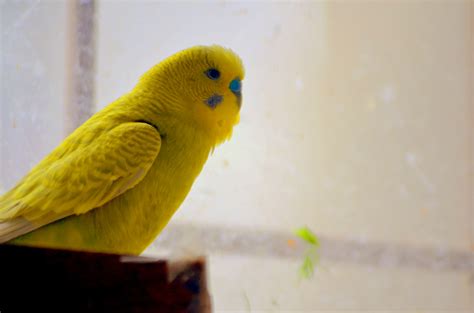 Yellow Parakeet Free Stock Photo - Public Domain Pictures