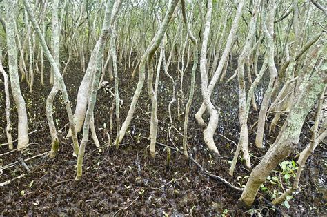 Mangrove,swamp,watery,trees,marsh - free image from needpix.com