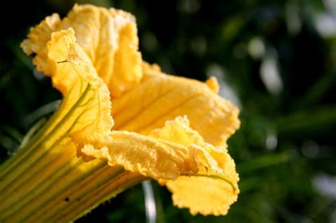 Female Pumpkin Flower vs Male: What Makes Them Different? - Farmer Grows