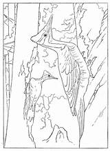 Pileated Woodpecker coloring Page  Free Printable Coloring Pages sketch template