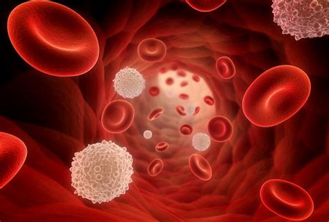 Blood Cancer – Types, Symptoms and Treatment